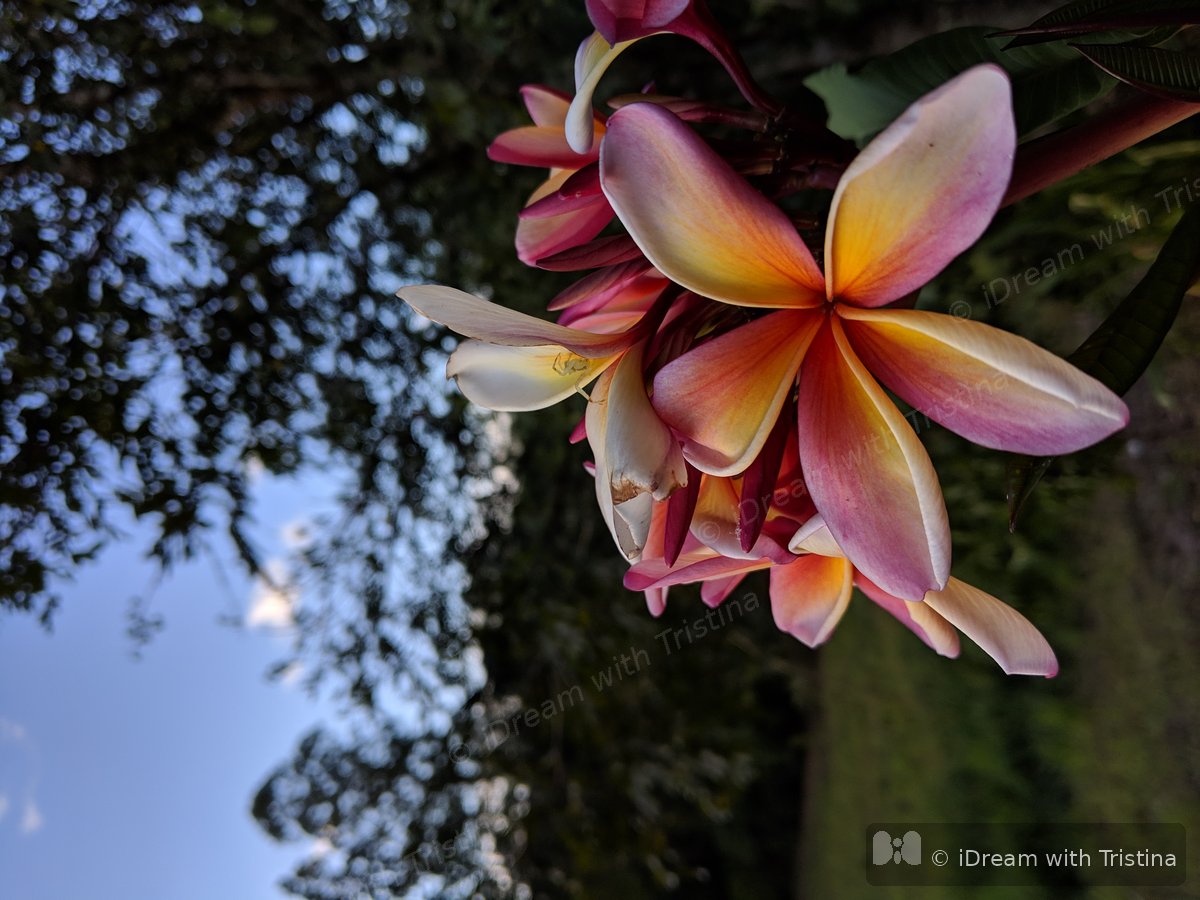 Golden hour landscape photography